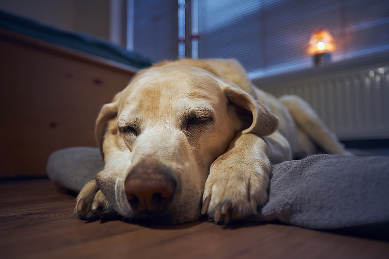 A soft bed, a nightlight and a quiet place to be alone are a few ways we can help older pets feel more comfortable at home. (Courtesy of Dreamstime/Jaromír Chalabala)