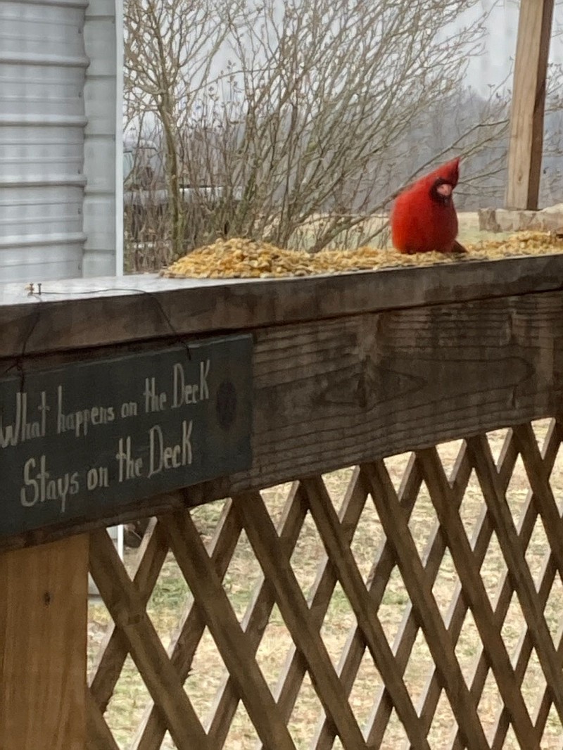 Courtesy Photo This special red-feathered friend, who appeared to Angela Dollarhide, helped ease the burden of the loss of her daughter. Dollarhide said the cardinal tilted its head to the side, just the way her daughter used to when Dollarhide talked to her.