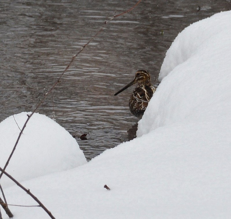 "The snowy banks of a spring-fed stream help to conceal this Wilson's Snipe while it feeds in the mud south of Fayetteville."