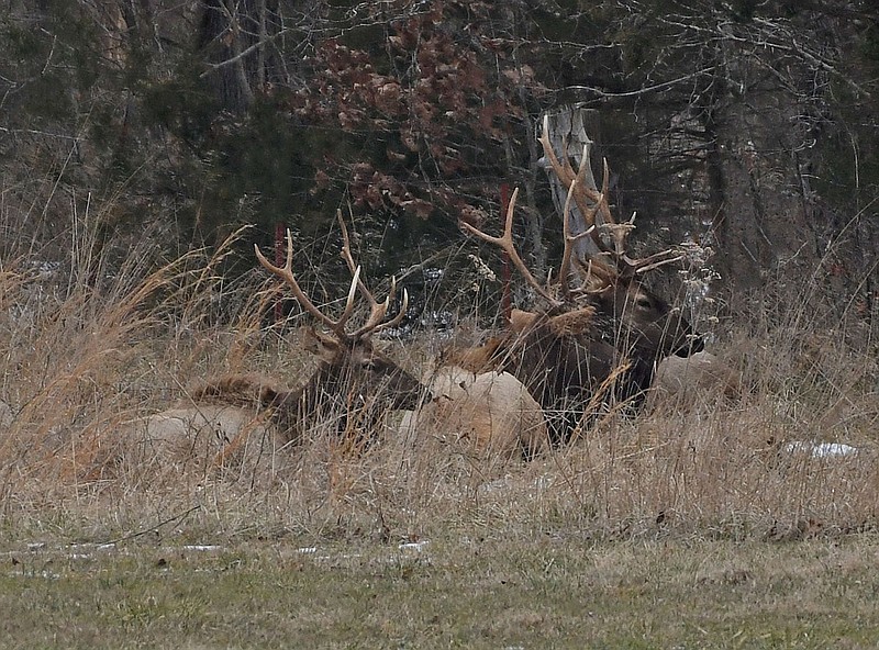 Bull elk lounge at the edge of a meadow Feb. 21 in Boxley Valley near the Buffalo National River.
(Courtesy photo/Terry Stanfill)