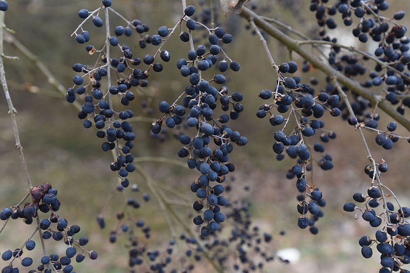 Birds, especially robins and bluebirds, fed heavily on Chinese privet berries during the hard subzero freeze and snow event. The berries of the invasive Chinese privet are low in nutrition for birds, said Joe Neal with Northwest Arkansas Audubon Society.
(NWA Democrat-Gazette/Flip Putthoff)