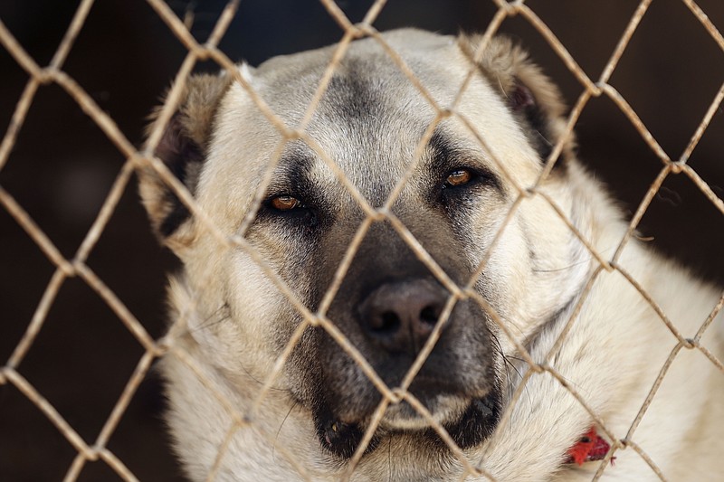 A shepherd dog of the "Sivas Kangal" breed, is seen at a breeding farm in Sivas, in the central Anatolian province of Turkey, some 450km east of the capital, Ankara, Thursday, Feb. 25, 2021. Turkey considers the sand-coloured, muscular and livestock-guarding animals as its national dog. The Mastiff-like creatures are predominantly used to protect herds of livestock and they're also used for personal protection and to fend off wolves - the Kangals are known to have one of the strongest bite force of any dog. (AP Photo/Emrah Gurel)