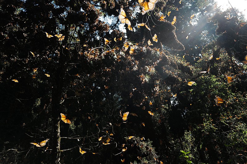 The Monarch butterfly is one of hundreds of butterfly species vanishing in the American West because of climate change. MUST CREDIT: Washington Post photo by Kevin Sieff.