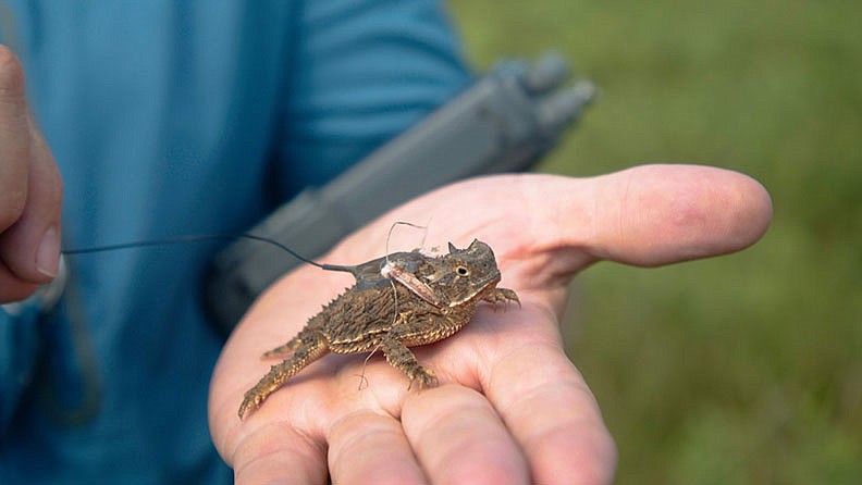 A Texas horned lizard being tracked at Tinker Air Force Base in Oklahoma City. (Mark Potts/Los Angeles Times/TNS)
