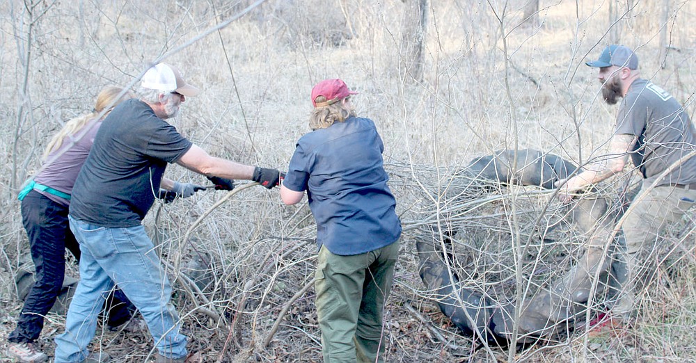 Keith Bryant/The Weekly Vista Mary Anne Wehrle, left, works with Jim Richardson, Lisa Winfield and Joshua James to lift a tractor tire off a small tree during a trailside cleanup organized by Arkansas Master Naturalists last Thursday.