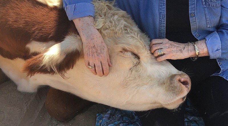 Jeannie Whalen, 76, hugs Moothias, whom she credits with comforting her after her husband, Walter, died in May. MUST CREDIT: Photo courtesy of Tina Karalekas