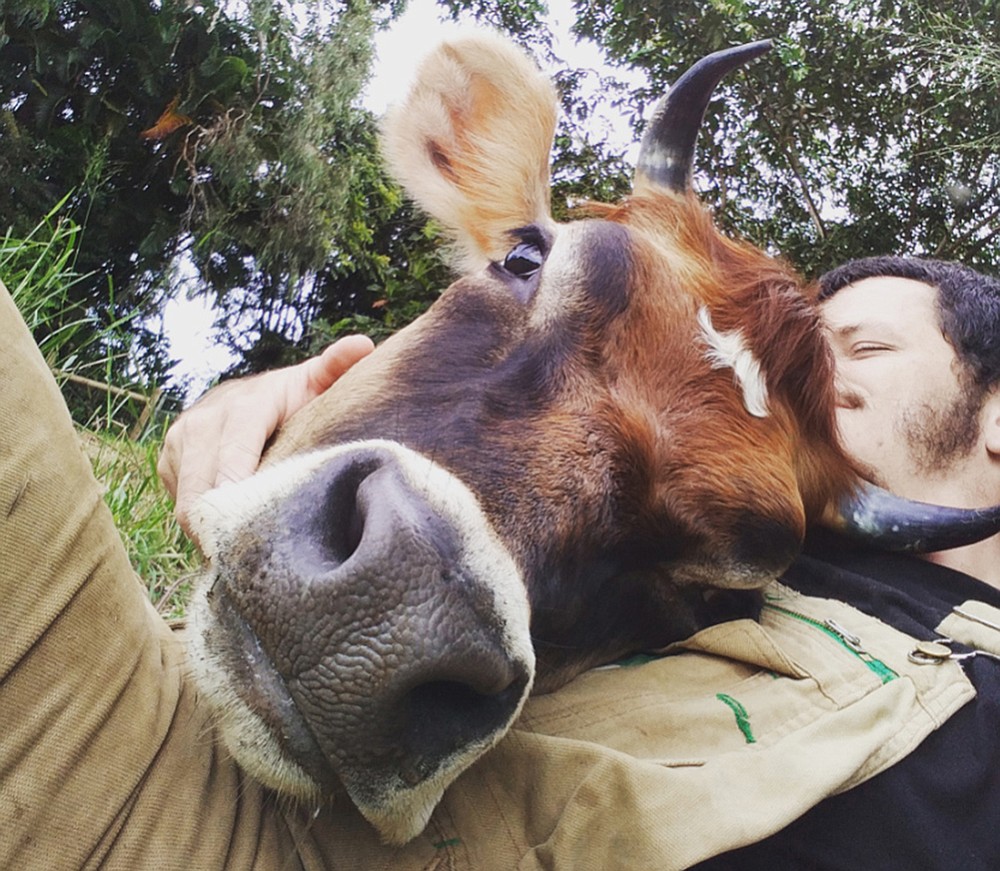 James Higgins, who runs the Krishna Cow Sanctuary in Hawaii, cuddles with Uma. (Photo courtesy of Krishna Cow Sanctuary)