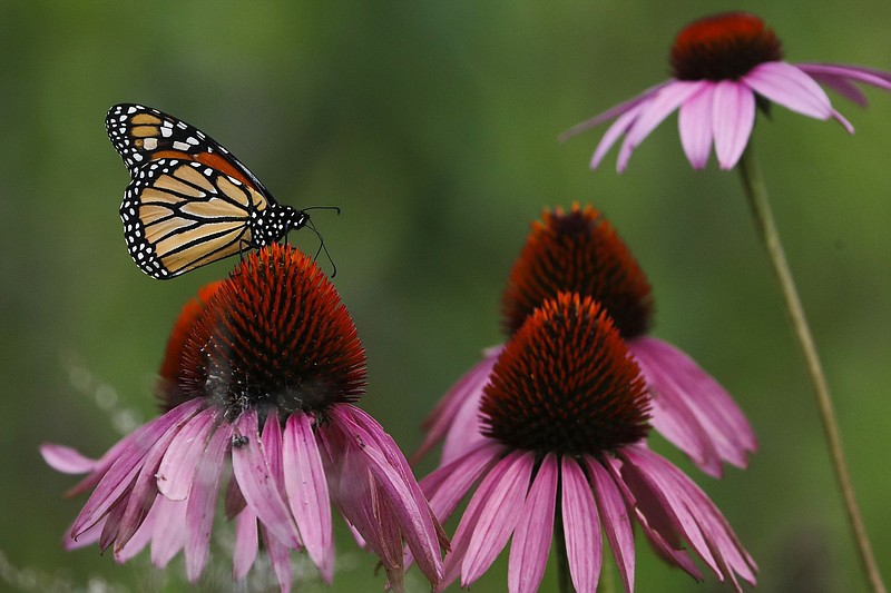 A monarch butterfly sits on a cone flower at Millennium Park in Chicago on July 26, 2019. (TNS/Chicago Tribune/Jose M. Osorio)