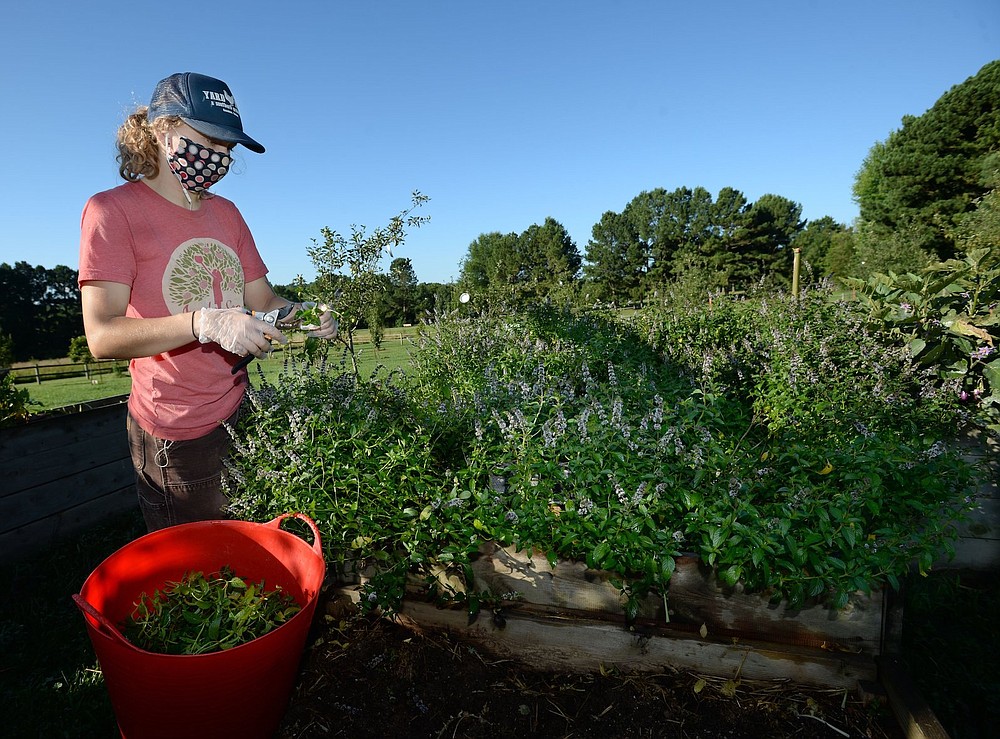 Apple Seeds program coordinator Bailey Stewart harvests mint in summer 2020 at the Apple Seeds Teaching Farm in Fayetteville. (NWA Democrat-Gazette file photo)