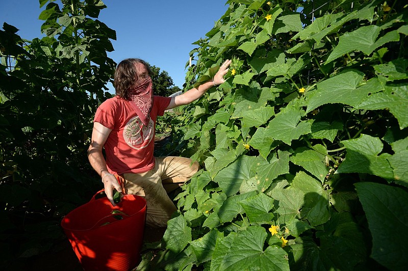 Cale Nicholson, farm manager for Apple Seeds, harvests cucumber in summer 2020 at the Apple Seeds Teaching Farm in Fayetteville. (NWA Democrat-Gazette file photo)