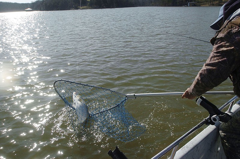 Arkansas Game and Fish biologists hope to learn more about striped bass at Beaver Lake in a project to start this summer. The effort will better show how fast stripers grow, catch rate for anglers and the age of stripers anglers keep.
(NWA Democrat-Gazette/Flip Putthoff)