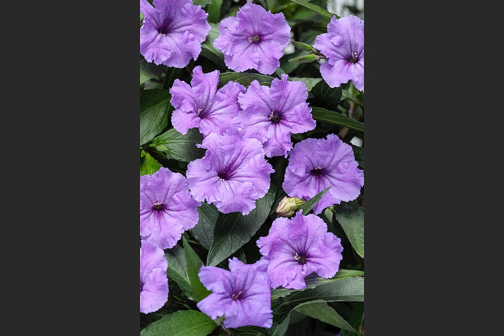 Machu Morado is a new award-winning introduction of Mexican petunia or ruellia with luscious purple blooms and no threat of unwanted spread in the garden. (Proven Winners)