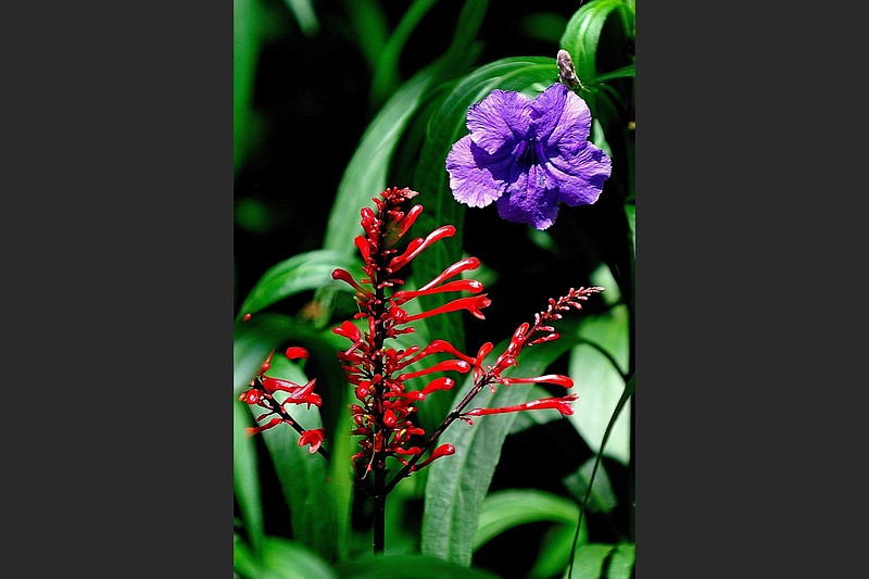 The ruellia or Mexican petunia is in the Acanthus family and related to plants like the firespike. (TNS/Norman Winter)