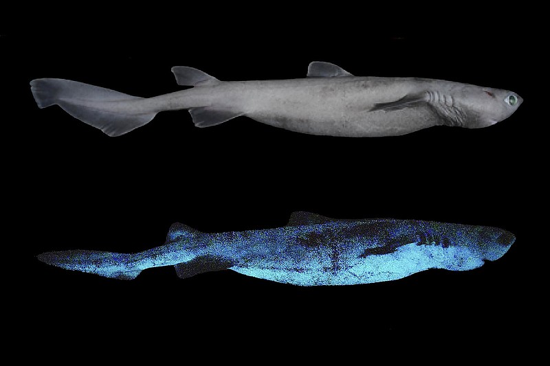 The kitefin shark is shown during daylight (top) and in its luminescent pattern as it emits a blue- green light to  nd food and attract mates.
(The New York Times/National Fund for Scienti c Research, Catholic University of Louvain/Jerome Mallefet)