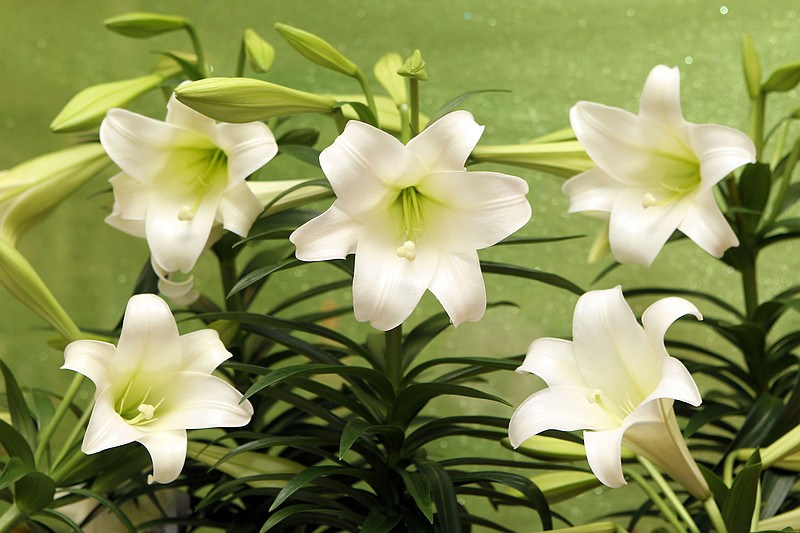 Easter lilies cause kidney failure in cats. (The Sentinel-Record file photo)