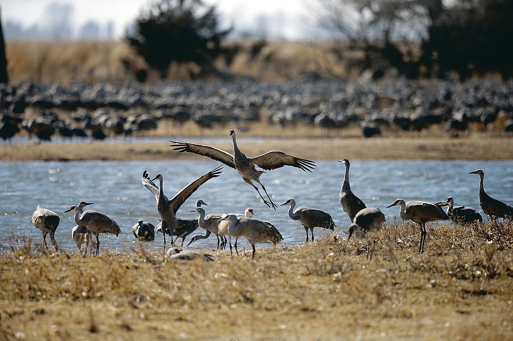 In this image dated March 15, 2018, sandhill cranes dance near Gibbon, Neb.Large numbers of sandhill cranes stop in the Platte River basin to rest and feed before continuing their migration north.  (AP Photo / Nati Harnik)
