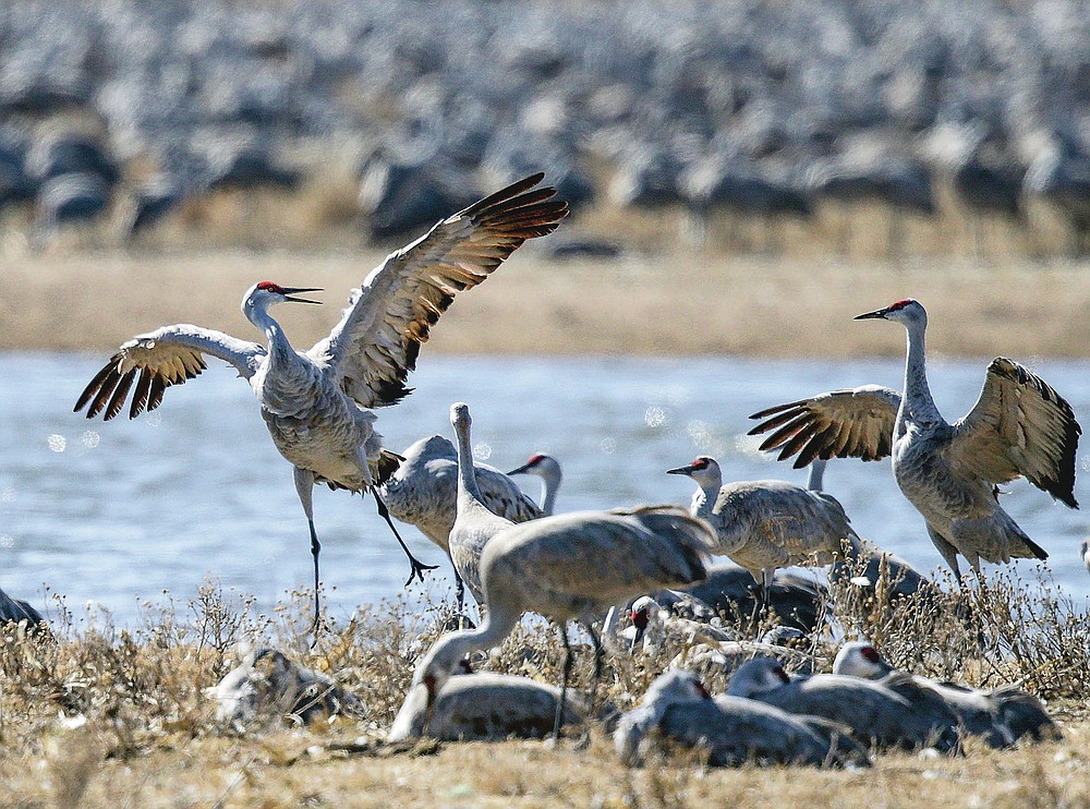 In this image dated March 15, 2018, sandhill cranes dance near Gibbon, Neb.Large numbers of sandhill cranes stop in the Platte River basin to rest and feed before continuing their migration north.  (AP Photo / Nati Harnik)