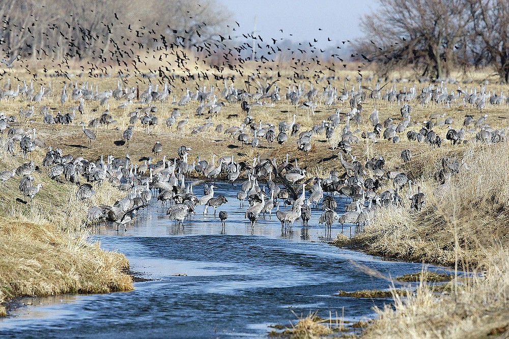 A flock of birds soars over Sandhill Cranes in a pond near Newark, Neb., Thursday, March 15, 2018. Large numbers of Sandhill Cranes stop in the Platte River Basin to rest and feed before they go continue their migration north.  (AP Photo / Nati Harnik)