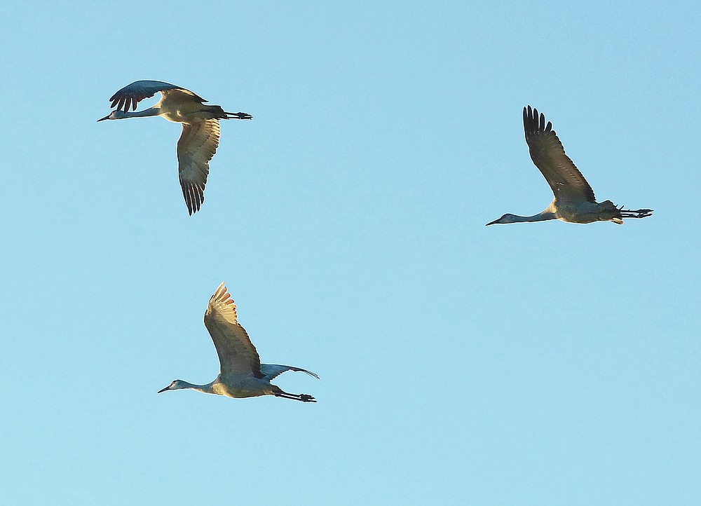Some sandhill cranes are enjoying the lovely temperatures early Tuesday March 9, 2021 at the Crane Trust in Wood River, Neb. Due to the pandemic, they are not letting visitors into their blinds, but instead invite them to test their new virtual crane tours for the first time through their website.  (Josh Salmon / The Independent via AP)