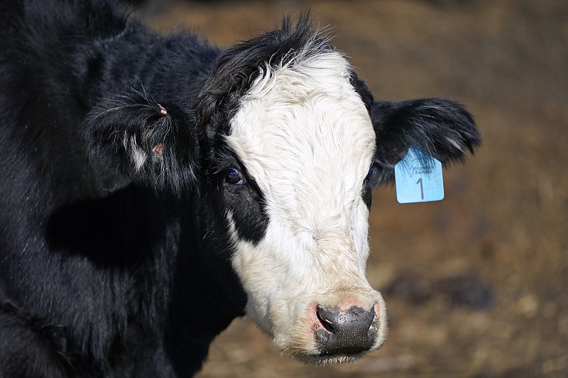 A cow stands in a pen ta the Vaughn Farms cattle operation, Tuesday, March 2, 2021, near Maxwell, Iowa. Sudden meat shortages last year because of the coronavirus led to millions of dollars in federal grants to help small meat processors expand so the nation could lessen its reliance on giant slaughterhouses to supply grocery stores and restaurants. (AP Photo/Charlie Neibergall)