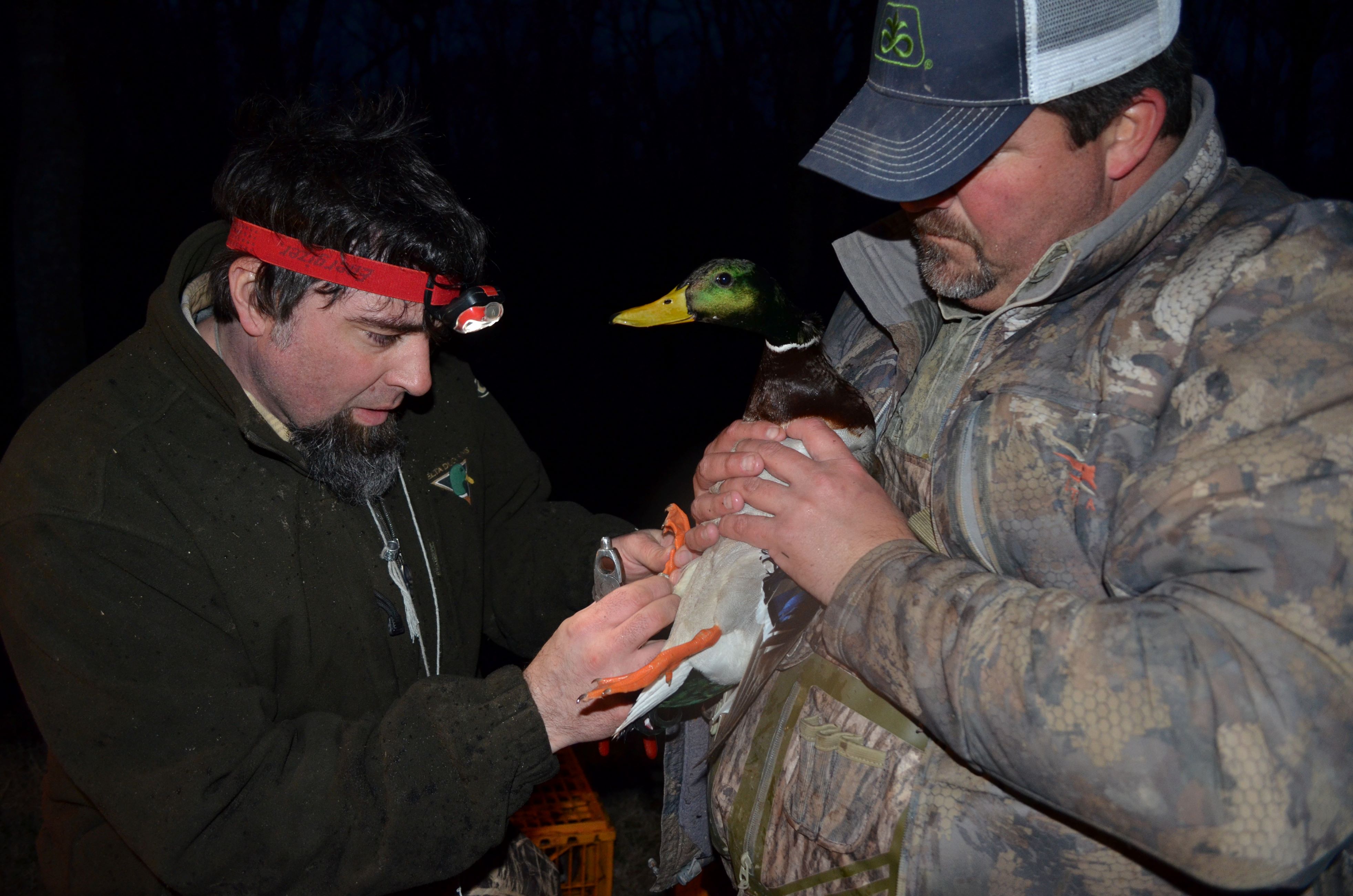 UAM studies banding waterfowl