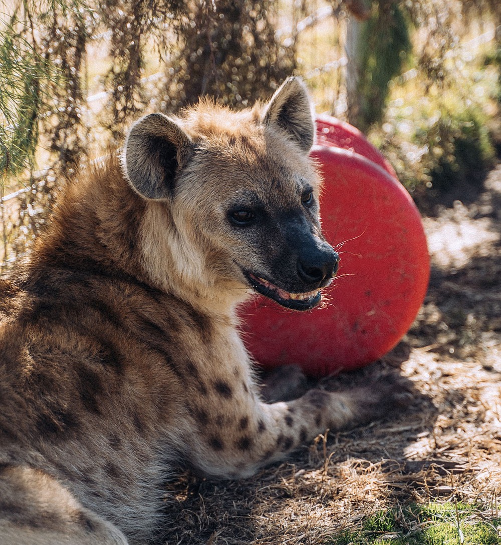 Laughing All The Way Home Spotted Hyena Finds His Forever At Turpentine Creek