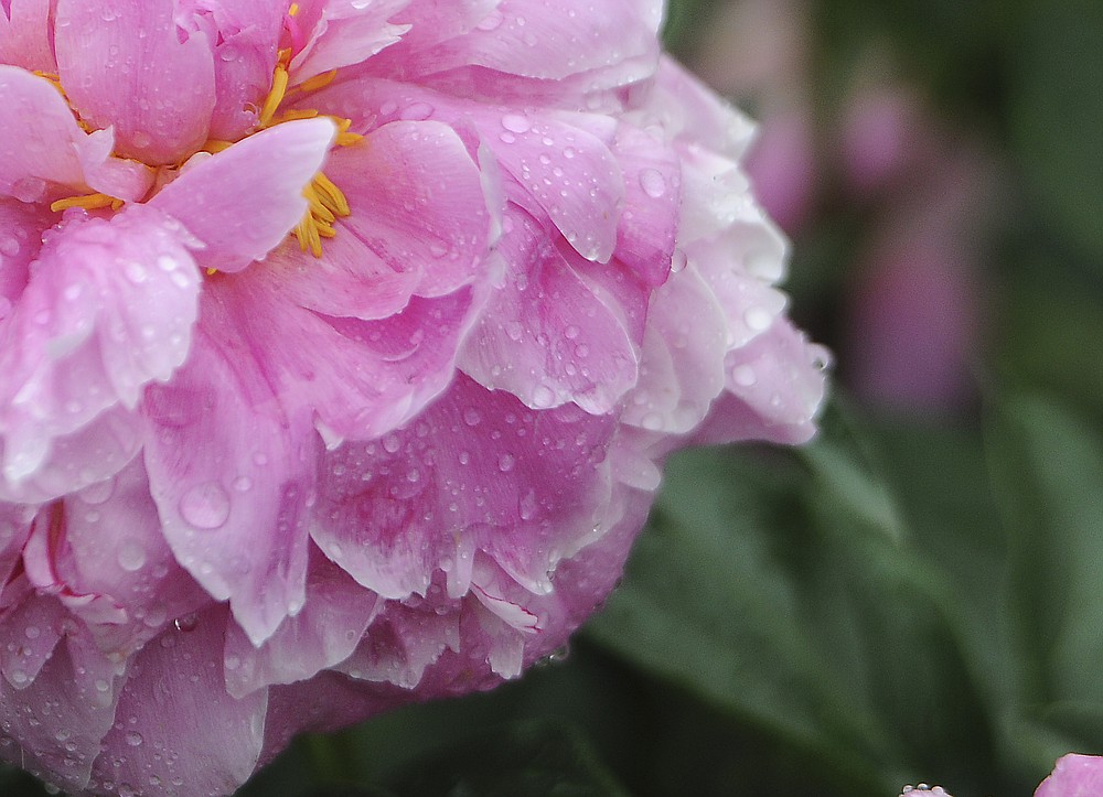 A peony bloom collects raindrops after a storm. (NWA Democrat-Gazette file photo)