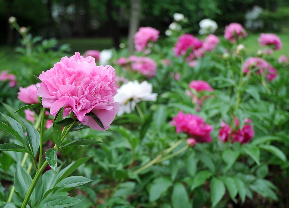 The blossoms can be so large that plant stakes are needed to hold the stem up. (Hot Springs Sentinel-Record file photo)