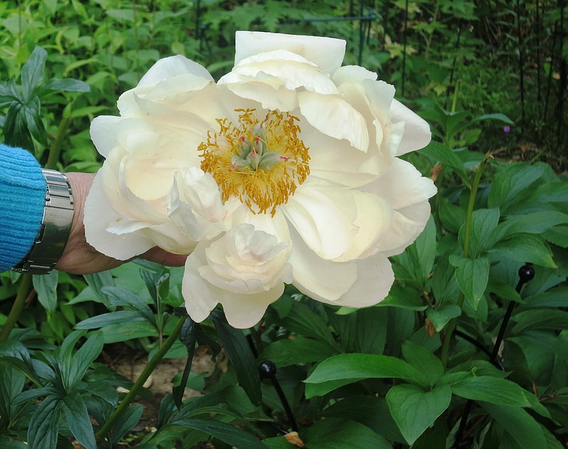 Peonies are long-lived perennials that do best in full sun. (Special to the Democrat-Gazette/Janet B. Carson)