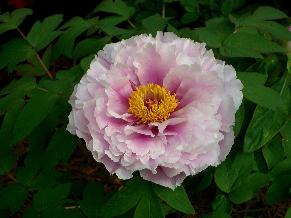 A close up of this peony reveals multiple shades of pink in one bloom. (Special to the Democrat-Gazette/Janet B. Carson)