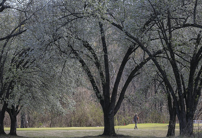 A golfer walks to the green Friday March 19, 2021 as trees bloom on the course at Burns Park in North Little Rock.  (Arkansas Democrat-Gazette/Staton Breidenthal)