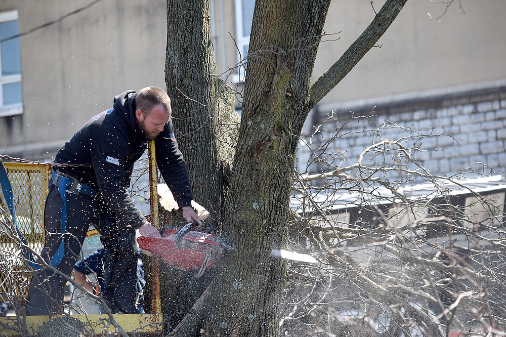 Bradford Pear trees removed from city property for safety reasons