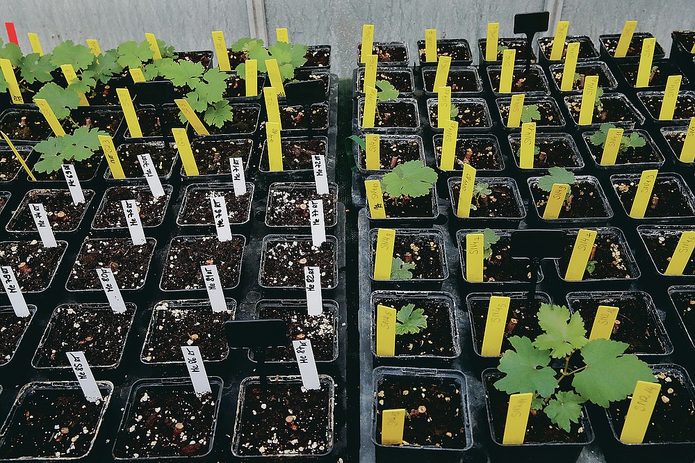 Snippets of grapevines that spent a year orbiting the world in the International Space Station, with yellow markers, grow at the Institute for Wine and Cine Research in Villenave-d'Ornon, southwestern France, Monday, March 1, 2021. Researchers in Bordeaux are carefully studying a dozen bottles of French wine that returned to Earth after a stay aboard the International Space Station. They’re releasing preliminary results Wednesday, March 24, 2021. At a one-of-a-kind tasting this month, 12 connoisseurs sampled one of the space-traveled wines, blindly tasting it alongside a bottle from the same vintage that had stayed in a cellar. AP Photo/Christophe Ena)