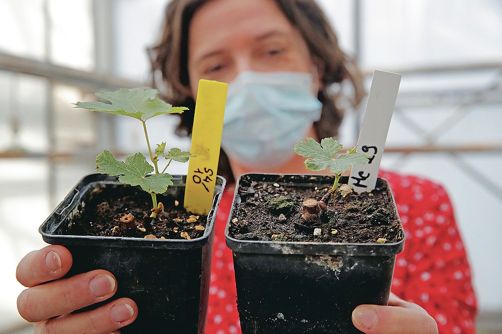Stephanie Cluzet, Head of Vine Researcher Institute for Wine and Vine Research (ISVV) holds up a snippet of grapevines, left, that spent a year orbiting the world, in the International Space Station, and compared with another sample of grapevine of the same age and same grape variety grown on earth, at the ISVV in Villenave-d'Ornon, southwestern France, Monday, March 1, 2021. Researchers in Bordeaux are carefully studying a dozen bottles of French wine that returned to Earth after a stay aboard the International Space Station. They’re releasing preliminary results Wednesday, March 24, 2021. At a one-of-a-kind tasting this month, 12 connoisseurs sampled one of the space-traveled wines, blindly tasting it alongside a bottle from the same vintage that had stayed in a cellar. (AP Photo/Christophe Ena)
