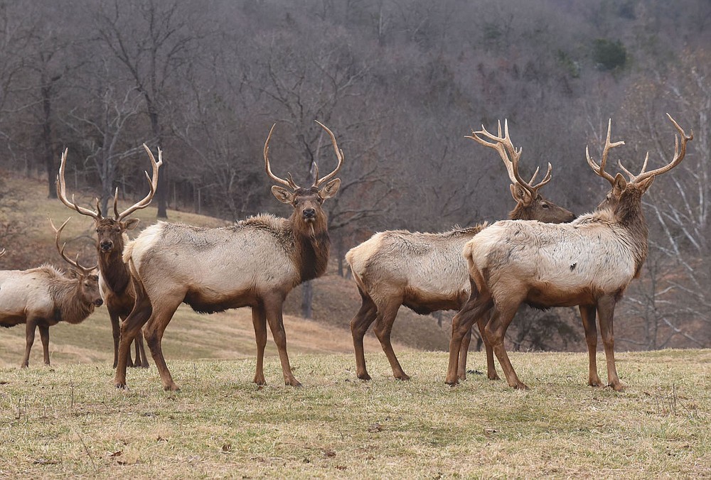 Visitors can see the park's elk herd on a tram tour through the park.
(NWA Democrat-Gazette/Flip Putthoff)