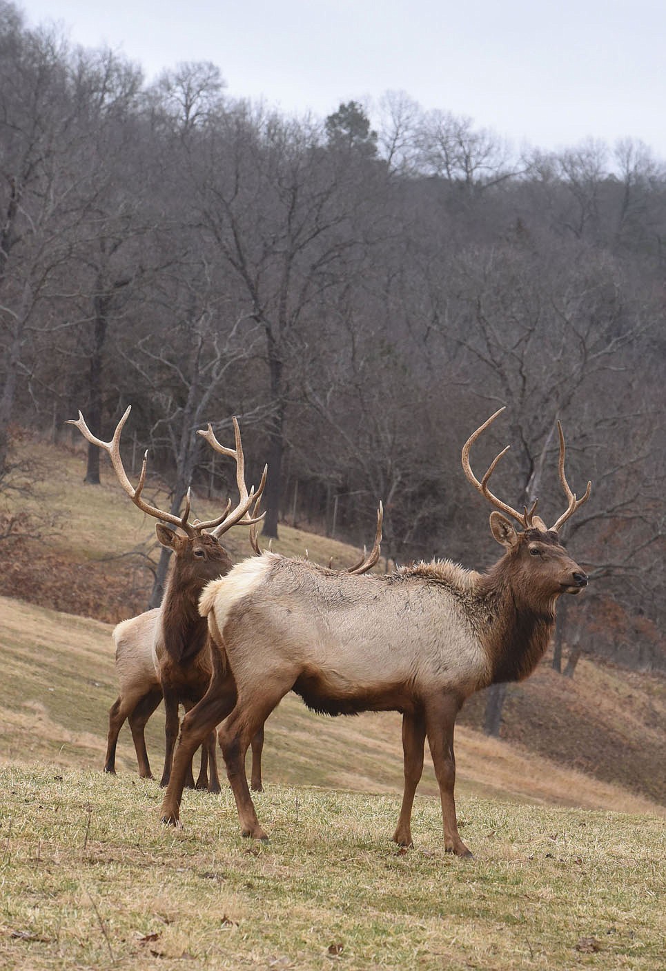 Visitors can see the park's elk herd on a tram tour through the park. (NWA Democrat-Gazette/Flip Putthoff)