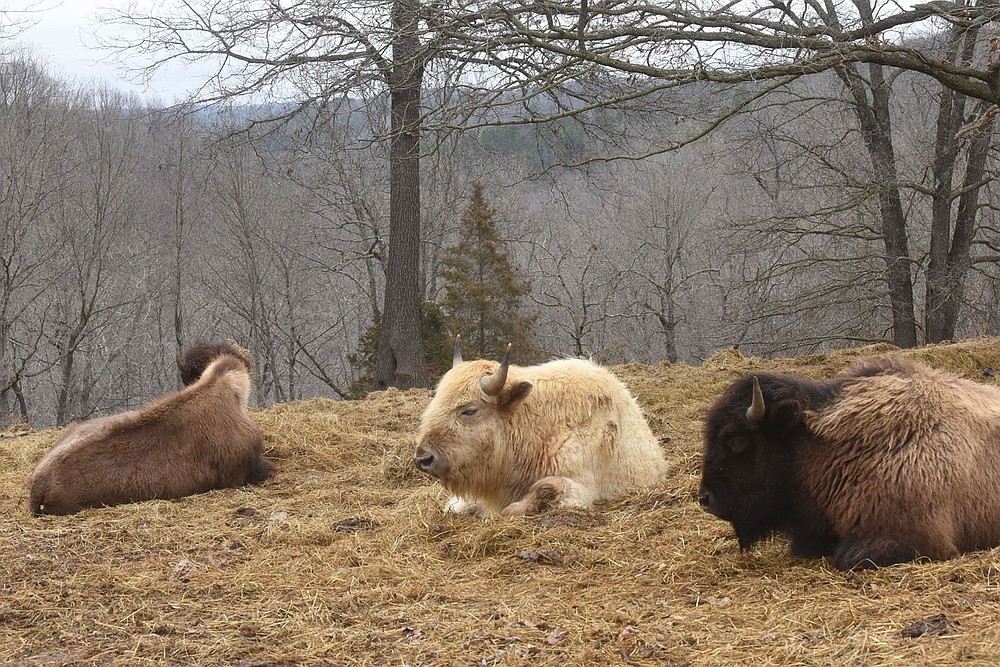 A rare white bison is a new addition to the park's herd. 
(NWA Democrat-Gazette/Flip Putthoff)