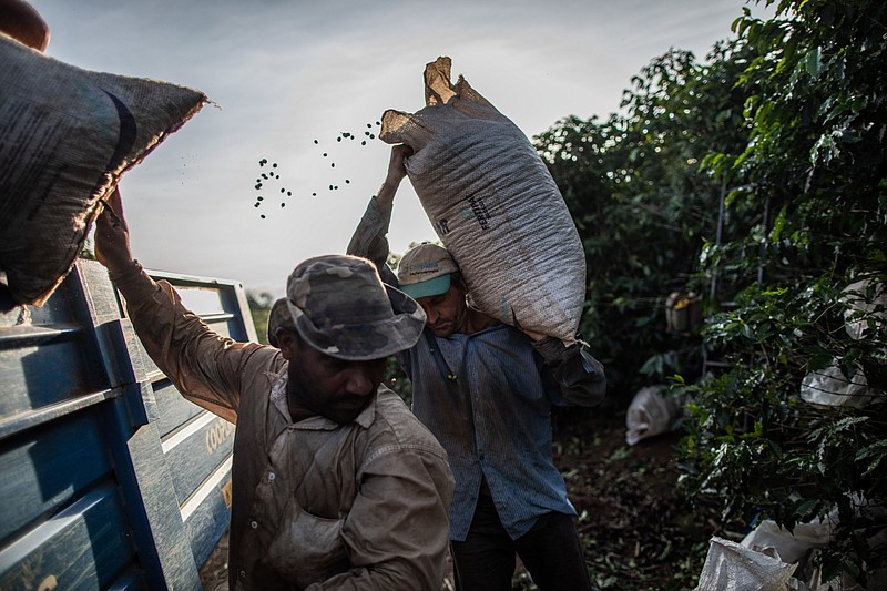 Workers harvest coffee on a farm in Machado, Minas Gerais state, Brazil, on May 28, 2019. MUST CREDIT: Bloomberg photo by Victor Moriyama