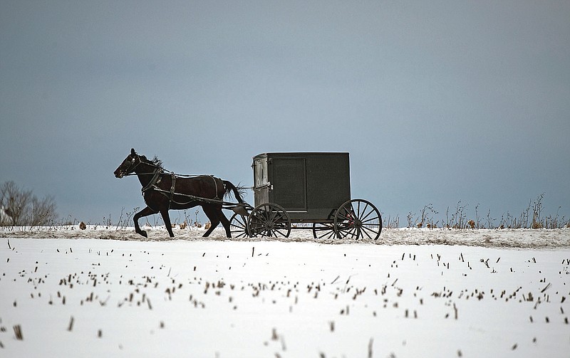 An Amish buggy travels through the snow on Feb. 2, 2021, in Earl Township, Pa. The administrator of a medical center in the heart of the Amish community in New Holland Borough estimates as many as 90% of Plain families have since had at least one family member infected with COVID-19, and that this religious enclave achieved what no other community in the United States has: herd immunity.  (Chris Knight/LNP/LancasterOnline via AP)