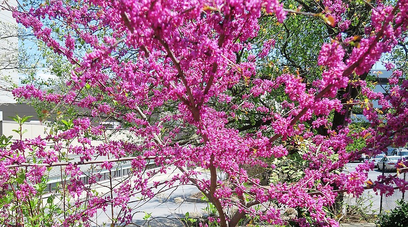 Redbud trees are vivid and hardy natives that produce welcome color in the spring. (Special to the Democrat-Gazette/Janet B. Carson)