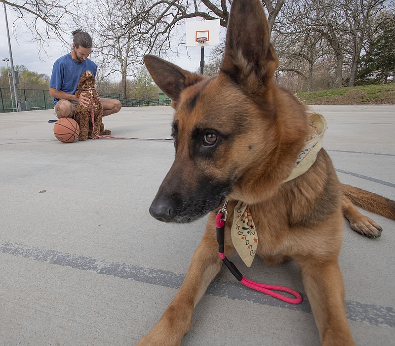 Matt Newton, owner of Off Leash K9 Training, works Tuesday with a client's dog named Hazel while his dog Nova sits nearby at Wilson Park in Fayetteville. For more information about dog training see https://fayettevilledogtrainer.com/  (NWA Democrat-Gazette/J.T. Wampler)