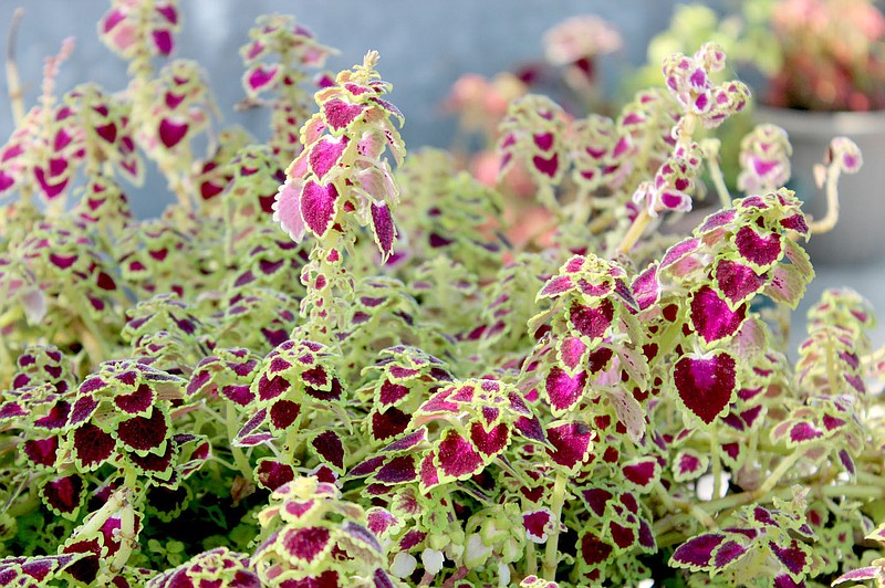 Keith Bryant/The Weekly Vista
Vibrant reds and pale greens show on one of variety of coleus that will be sold during the Bella Vista Garden Club's April 16-17 plant sale.