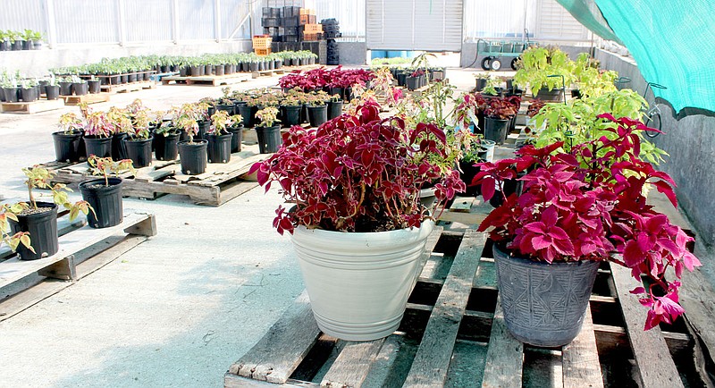 Keith Bryant/The Weekly VistaA variety of coleus, zinnia and tomato plants will be sold during the Bella Vista Garden Club's April 16-17 sale, which can be attended by appointment only. Appointments and further information will be available on the club's Facebook page and its website, bellavistagardenclub.com, this week.