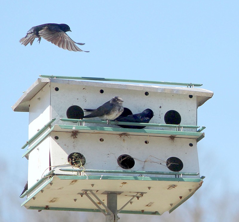 Keith Bryant/The Weekly Vista
A purple martin slows down before landing on a birdhouse he's sharing with a handful of other martins.