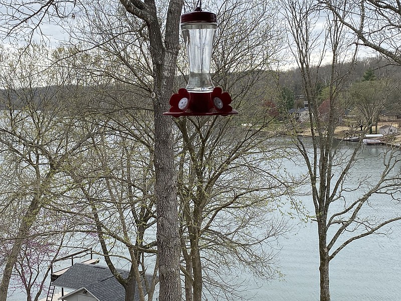Terri O'Byrne/The Weekly Vista Cloudy skies April 5 highlight spring growth, color and the wait for hummingbirds.