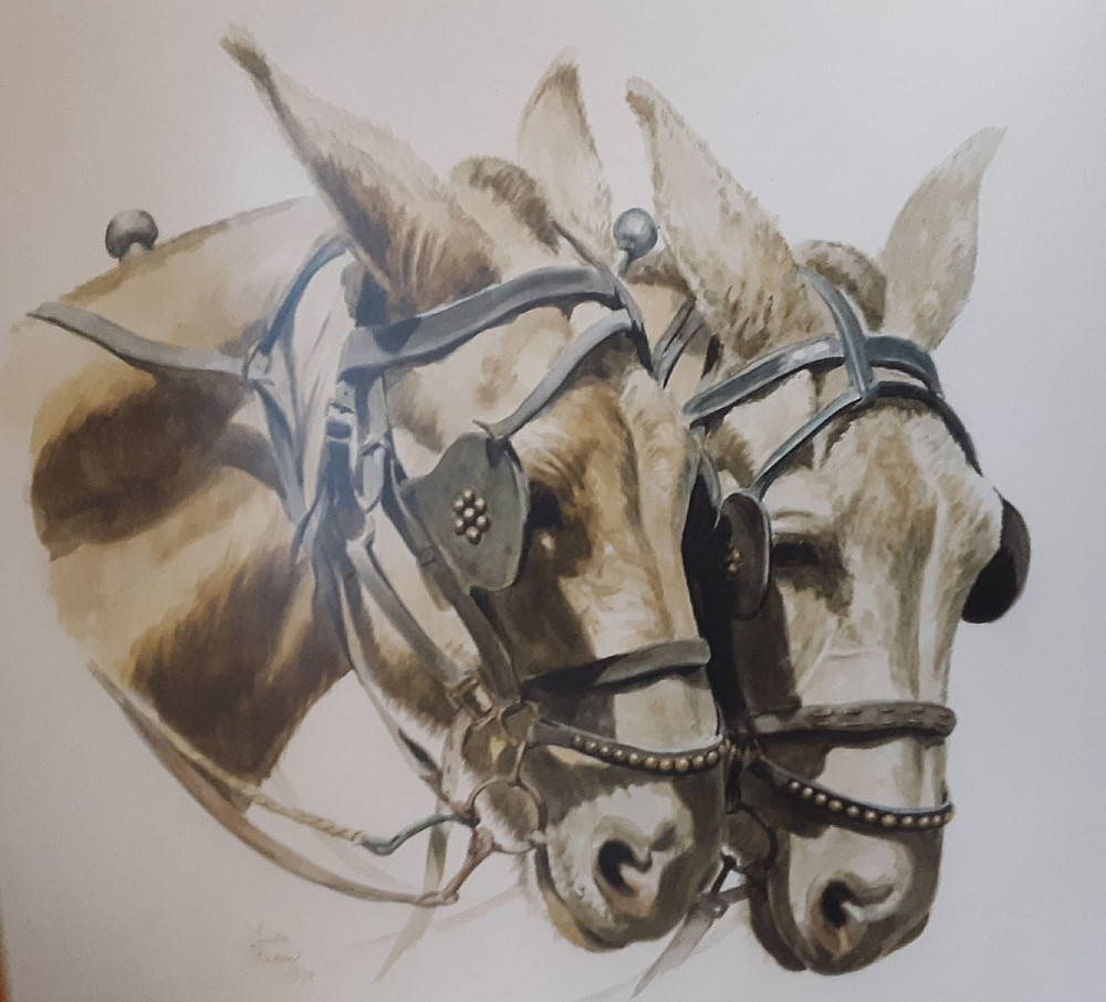 In 1966, John Cooper Sr. bought a team of mules in south Arkansas to pull a western-style wagon from Arkla Village to Bella Vista, creating publicity for the new Northwest Arkansas retirement community. The mule team, which hauled visitors around the village in 1966-67, was sketched by Linda Pickens about 1979.
(Courtesy image)