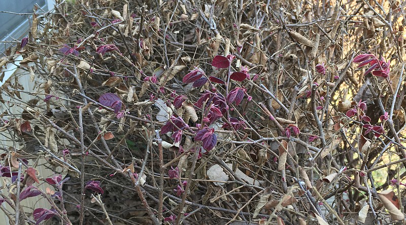 Let winter-damaged loropetalum fully leaf out before deciding how much to prune. (Special to the Democrat-Gazette)