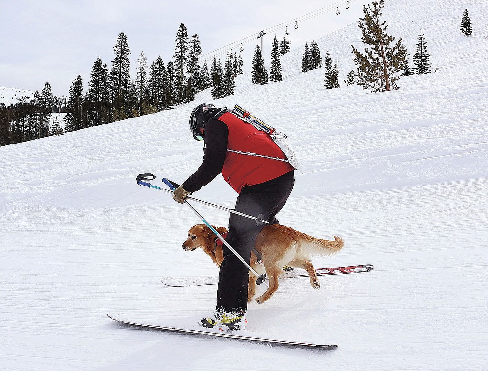 Ski patrol dog Buster, runs between the legs of ski patroller Andrew Pinkham at Sugar Bowl Resort in Norden, Calif. on March 17, 2021. Rescue dogs at Lake Tahoe ski resorts receive specialized training to rescue people from avalanches in Nevada and California. They're trained to detect human scents, find buried clothes and rescue people sunk 10 to 12 feet (3 to 3.7 meters) in the snow. (Jason Bean/The Reno Gazette-Journal via AP)