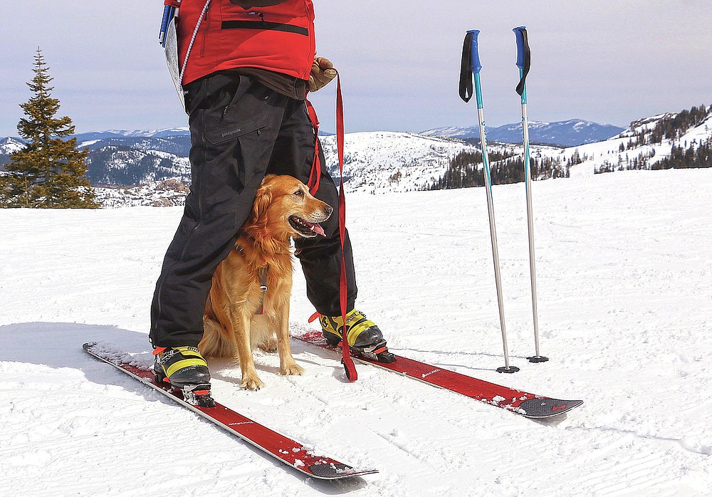 Ski patrol dog Buster, waits between the legs of ski patroller Andrew Pinkham at Sugar Bowl Resort in Norden, Calif. on March 17, 2021. Rescue dogs at Lake Tahoe ski resorts receive specialized training to rescue people from avalanches in Nevada and California. They're trained to detect human scents, find buried clothes and rescue people sunk 10 to 12 feet (3 to 3.7 meters) in the snow. (Jason Bean/The Reno Gazette-Journal via AP)
