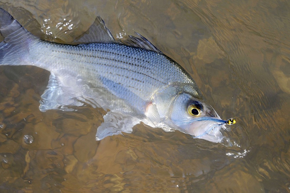 Fly fishing is an exciting way to catch hard-fighting white bass. This one bit a Clouser minnow during a fly-fishing trip on the War Eagle River.
(NWA Democrat-Gazette/Flip Putthoff)